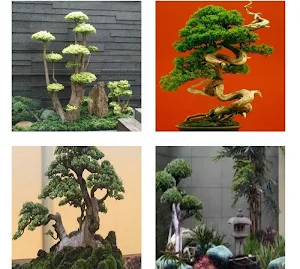 bonsai plants Screenshot 1