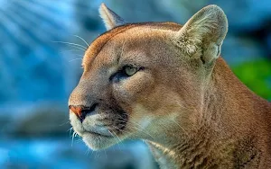 Cougar Wallpaper HD Screenshot 3
