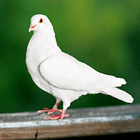 Dove Sounds - Dove Calls for Hunting