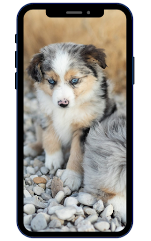 Australian Shepherds Wallpaper Screenshot 3