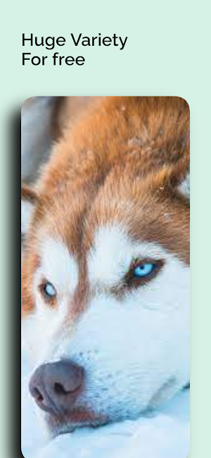 Husky Dogs Wallpapers 4K Screenshot 3