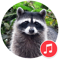 Raccoon Sounds