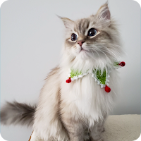 Cat wallpaper