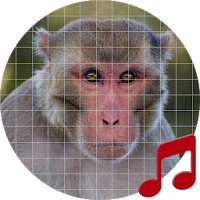 Rhesus Monkey Sounds ~ Sboard.pro