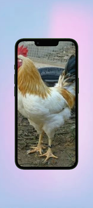 Ayam WalL Screenshot 2