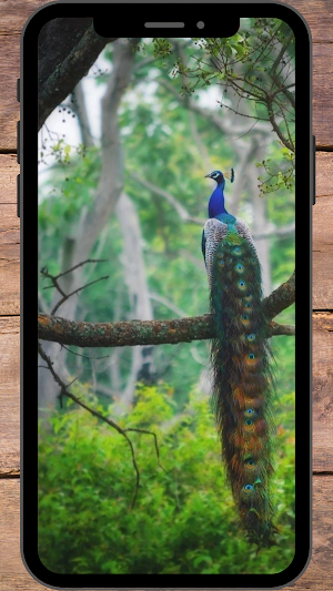 Burung Merak Wallpaper Screenshot 1
