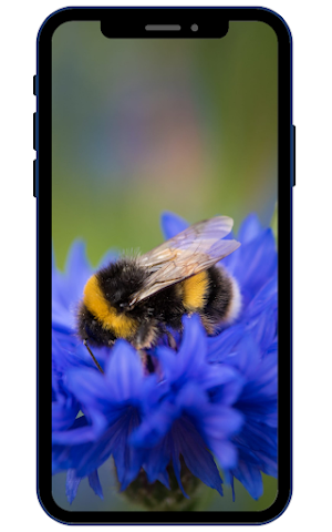 Bee Wallpapers Screenshot 3