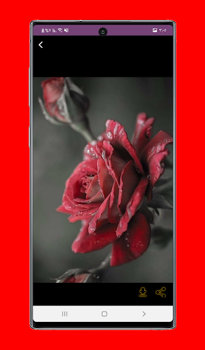 Rose Wallpapers HD Screenshot 2