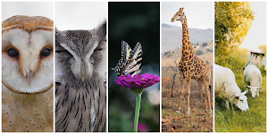 Animals Wallpaper HD Screenshot 3