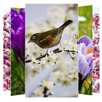 Spring Wallpapers and Backgrounds