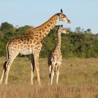 Giraffe wallpaper