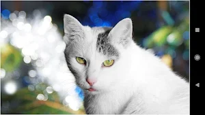 Christmas Cat Wallpapers Screenshot 1