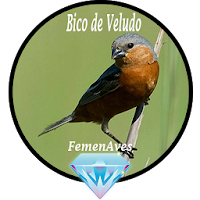 Canto Fêmea Bico de Veludo