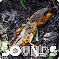 Mole Cricket Sounds Ringtone