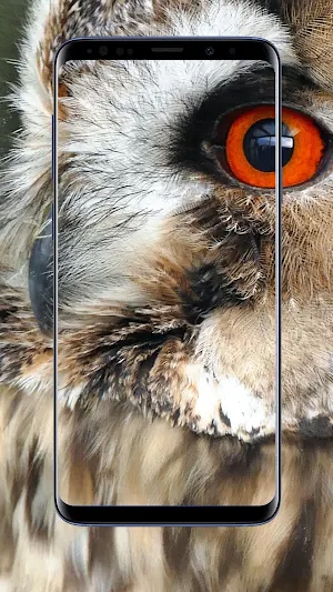 Owl Wallpaper Screenshot 2