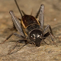 Crickets Sounds