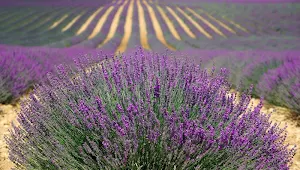 Violet flowers wallpapers Screenshot 3