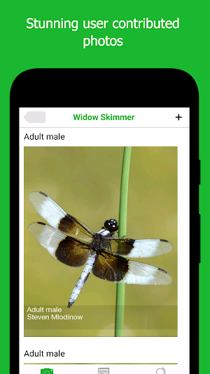 Dragonfly ID Screenshot 1