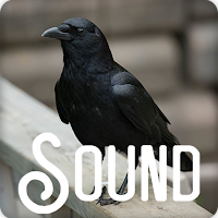 Crow Bird Soundboard Ringtones