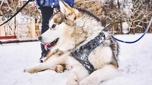 Alaskan Malamute Wallpaper HD Screenshot 1