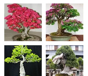 bonsai plants Screenshot 0