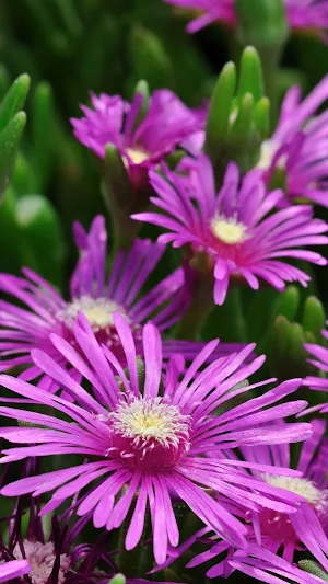 Ice Plant Wallpaper Screenshot 0