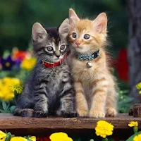 Cute Cat Wallpapers Hd