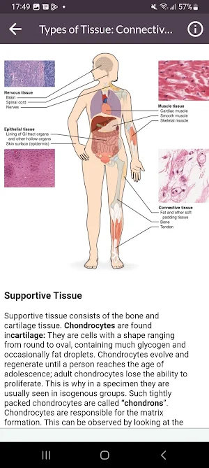 Human Histology Screenshot 3
