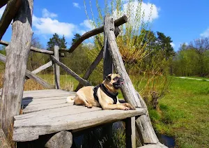 Pug wallpapers Screenshot 2
