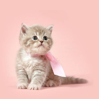 Aesthetic Cute Kitten Wallpaper 4K