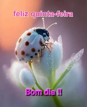 Dias da semana Screenshot 3