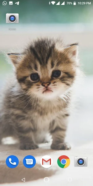 Cute Cat Parsian Wallpapers HD Screenshot 2