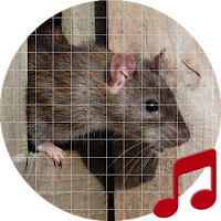 Mouse and Rat Sounds ~ Sboard.