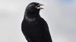 Canto de Pássaro Preto Screenshot 2