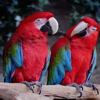 Tropical Birds Live Wallpaper