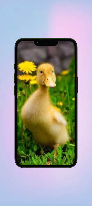 Bebek WalL Screenshot 1