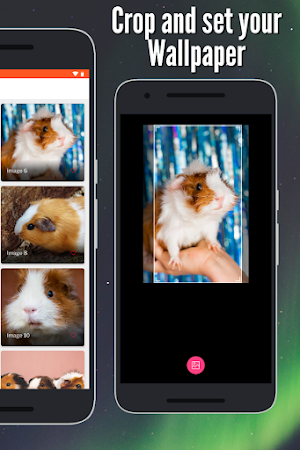 Guinea Pig Wallpaper: Full HD Screenshot 1