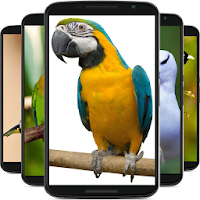 birds wallpaper