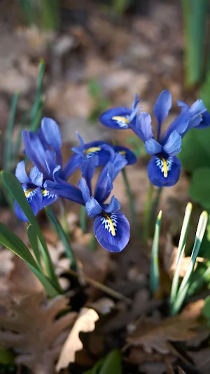 Iris Reticulata Wallpaper Screenshot 1