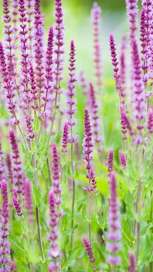 Perennial Sage Wallpaper Screenshot 1