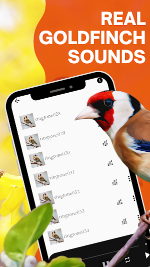 goldfinch sound screenshot 2