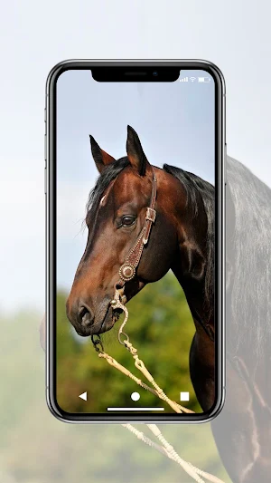 Horse Wallpaper HD Screenshot 0