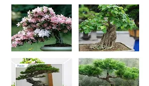 bonsai plants Screenshot 3