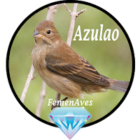 Canto Fêmea de Azulao