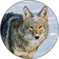 Coyote (Animal) Sounds