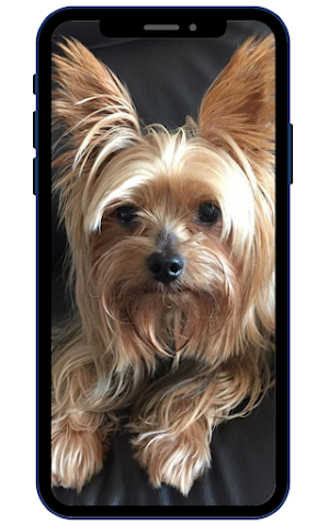 Yorkshire terrier Wallpapers Screenshot 2