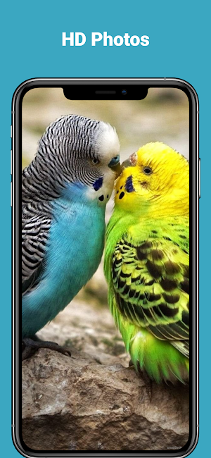 Beautiful hd bird wallpapers Screenshot 0
