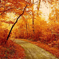 Forest Wallpapers