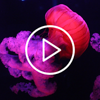 Jellyfish Live Wallpaper