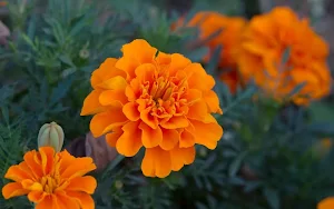 Marigold Flower Wallpapers Screenshot 1